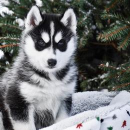 Siberian Husky Puppies from Gallipoli Pine Siberians