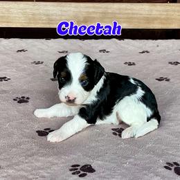 Cheetah - Black and white male Bernedoodle puppy in Banner Elk, North Carolina from Walnut Tree Bernedoodles
