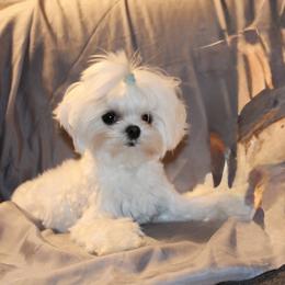 Maltese Puppies from Made to Love Maltese LLC