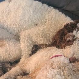 Labradoodles from Kassandra Vought