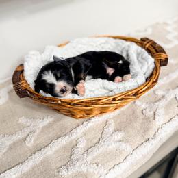 Geneva - Tri-color female Bernedoodle puppy in West Haven, Utah from Split Mountain Doodles