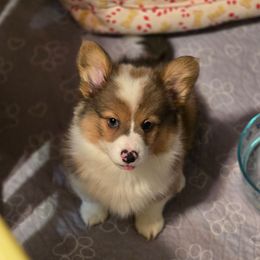 Boy 1 - Sable male American Corgi puppy in Tallahassee, Florida from Koko's Korgis