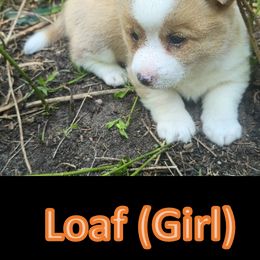 Pembroke Welsh Corgi Puppies from Dave's Corgi Ranch
