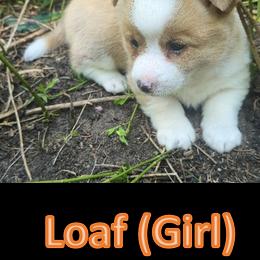 Pembroke Welsh Corgi Puppies from Dave's Corgi Ranch