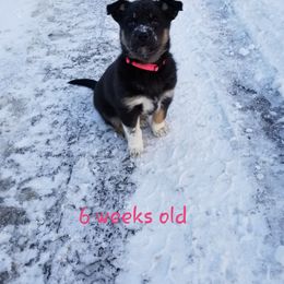 Lapponian Herder Puppies from Kuulas Kennels