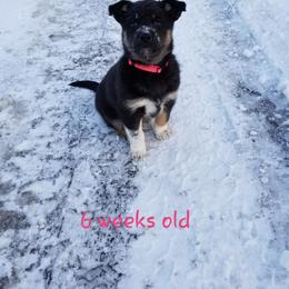 Lapponian Herder Puppies from Kuulas Kennels
