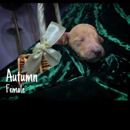 Autumn - Apricot Goldendoodle puppy in Stafford, Virginia from RVM Doodles