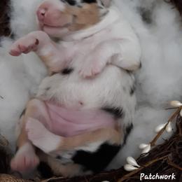 Australian Shepherd Puppies from Patchwork Kennels