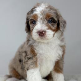 Vienna - Chocolate merle female Bernedoodle puppy in Fleming, Colorado from Vandenbark Doodles