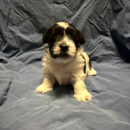 Zuko - Black and white male Coton de Tulear puppy in Boise, Idaho from Avana Cotons