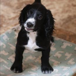 Nova - Black female English Cocker Spaniel puppy in New Mexico from HighBrassGunDogs