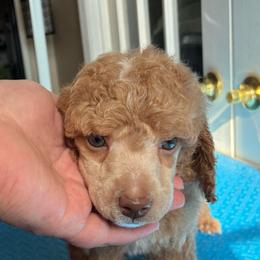 Mario - Apricot male Poodle puppy in Huntsville, Alabama from Flint River Poodles