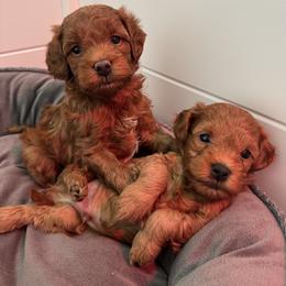 Goldendoodle and Maltipoo Puppies from Jessica's Maltipoo and Goldendoodle