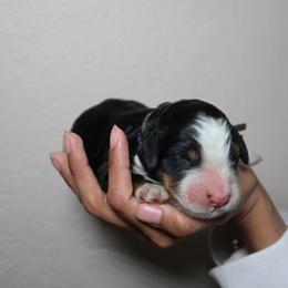 Spider - Tri-color male Bernedoodle puppy in Palmetto Bay, Florida from SOMIDOODLES