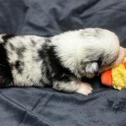 Marley - Blue merle and white male American Corgi puppy in Nortonville, Kansas from Low Riders Corgis & Mini Aussies