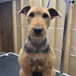 Ember - Airedale Terrier