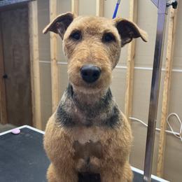 Ember - Airedale Terrier
