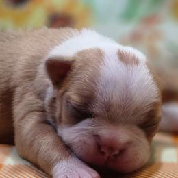 Tala - Red female Boston Terrier puppy in Kingsport, Tennessee from Irish Heart Bostons