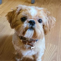 Romeo - Shih Tzu
