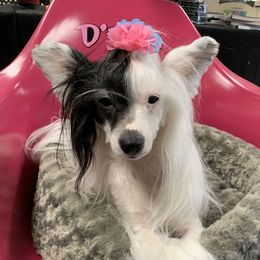 Halo - Chinese Crested
