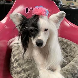 Halo - Chinese Crested