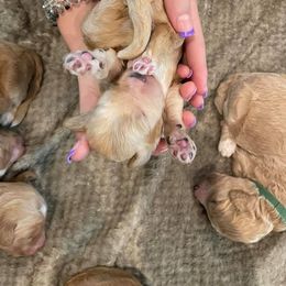 Goldendoodle Puppies from Doodle Life Goldendoodles