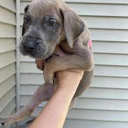 Purple Collar - Blue brindle female Great Dane puppy in Kimball, Michigan from Starlight Danes