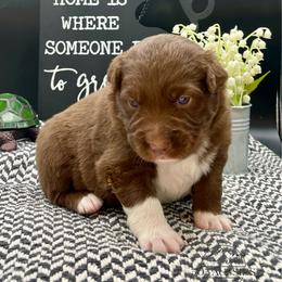 Ruby - Red & white female Australian Shepherd puppy in Thornton, Colorado from 303 Aussies