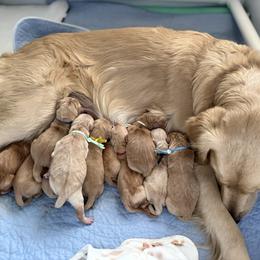 Vienna - Golden female Golden Retriever puppy in Golden, Colorado from Legacy Retriever Project