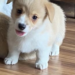 Buddy - Fawn male Pembroke Welsh Corgi puppy in Urbana, Ohio from Edgewood Farm and Kennel