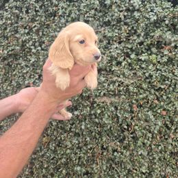 Dandelion - Cream male Dachshund puppy in Redlands, California from Pearson's Dachshunds