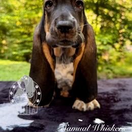 Samuel Whiskers - Black white and brown male Basset Hound puppy in Dingess, West Virginia from Tuckers' Howling Hounds