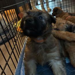 Green - Wheaten male Soft Coated Wheaten Terrier puppy in Casselberry, Florida from Timberlane