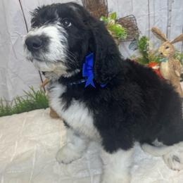Blue boy - Black and white male Sheepadoodle puppy in Mc Henry, Maryland from TLC by the Lake Standard Poodle and Doodles