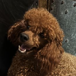 Nova - Poodle
