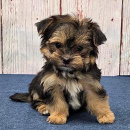 Pongo - Black & tan tri-color male Morkie puppy in Monticello, Iowa from Ashley’s Puppies