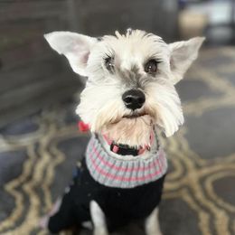 Charm - Miniature Schnauzer