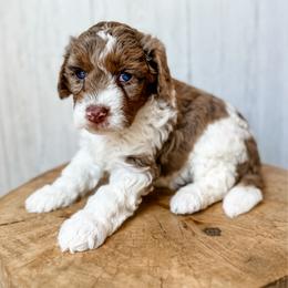 Acadia - Red merle female Aussiedoodle puppy in Arlington, Washington from Doodle Love Laugh