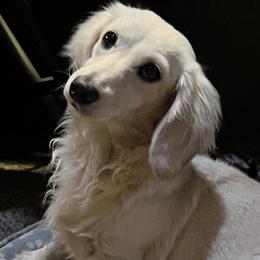 Lola - Dachshund