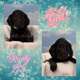 Mint - Black female Dachshund puppy in Jonesboro, Illinois from Twin Hills Dachshunds