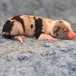 Shasta - White and blue merle female Border Collie puppy in Red Bluff, California from 3R Ranch / Australian cattle dogs
