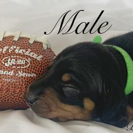 Dachshund Puppies from Marissa's Dachshunds (BooneDox Mini Dachshunds)