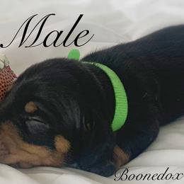 Dachshund Puppies from Marissa's Dachshunds (BooneDox Mini Dachshunds)