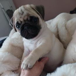 Crew - Fawn male Pug puppy in Glendale, Oregon from Azalea Pugs
