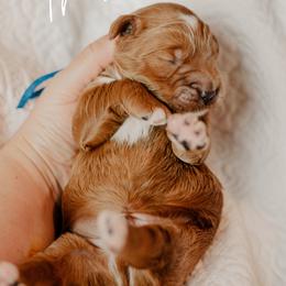 Theo - Red  male Goldendoodle puppy in Patterson, California from Dooling Doodles