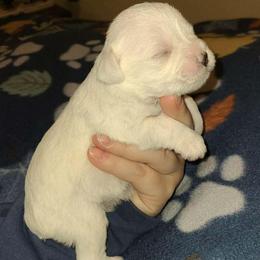 Alpine - Wheaten male Miniature Schnauzer puppy in Graham, Washington from Kristy's French Bulldogs & Mini Schnauzers