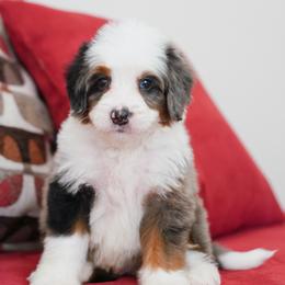 Twix - Merle male Bernedoodle puppy in Dundee, Ohio from Down Home Doodle