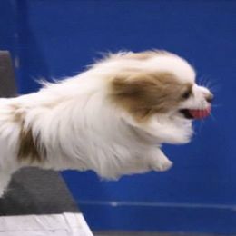 Papillons from InTune Sportdogs