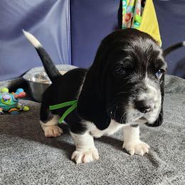 Jamie - Black and white male Basset Hound puppy in Surprise, Arizona from Howlin Hounds