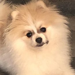 Leon - Pomeranian